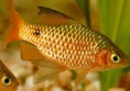 /album/hs-peixes-ornamentais/barbus-ouro-jpg/